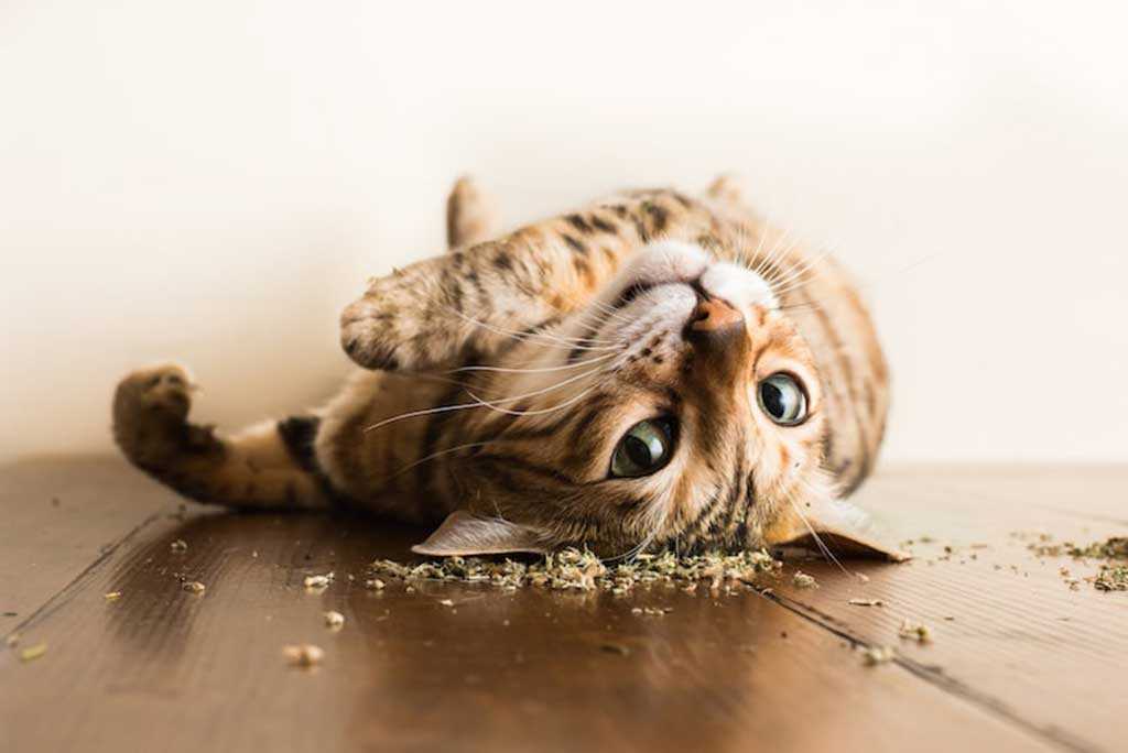Safe Ways to Introduce Catnip to Your Cat