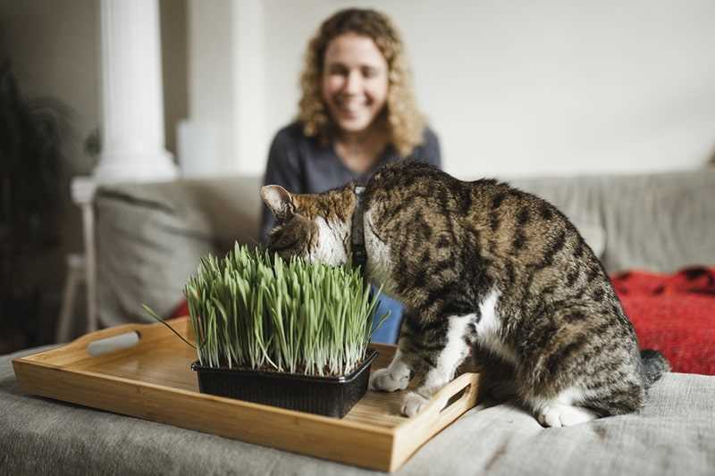 Ways to Enjoy Nepeta