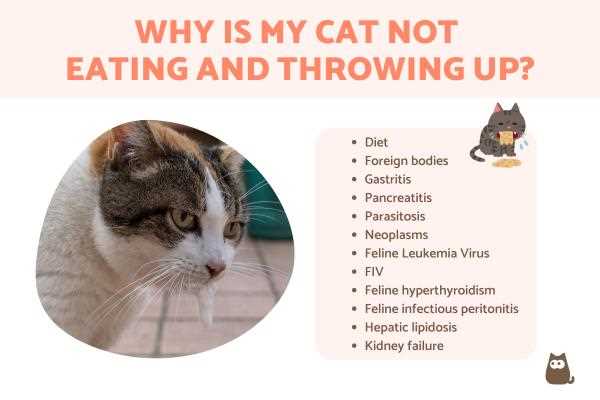 Identifying Illness Symptoms in Cats