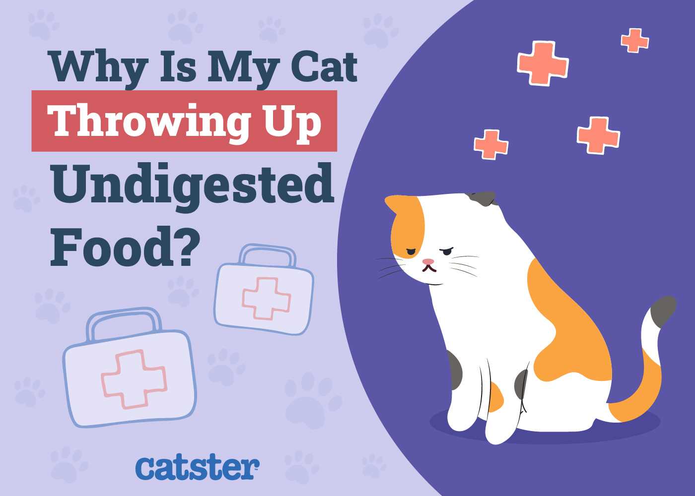 Common Reasons for Post-Meal Vomiting in Felines