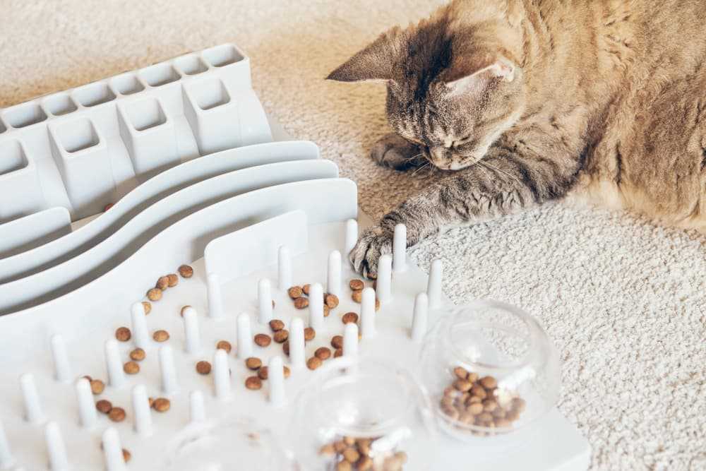 The Role of Eating Speed in Feline Vomiting