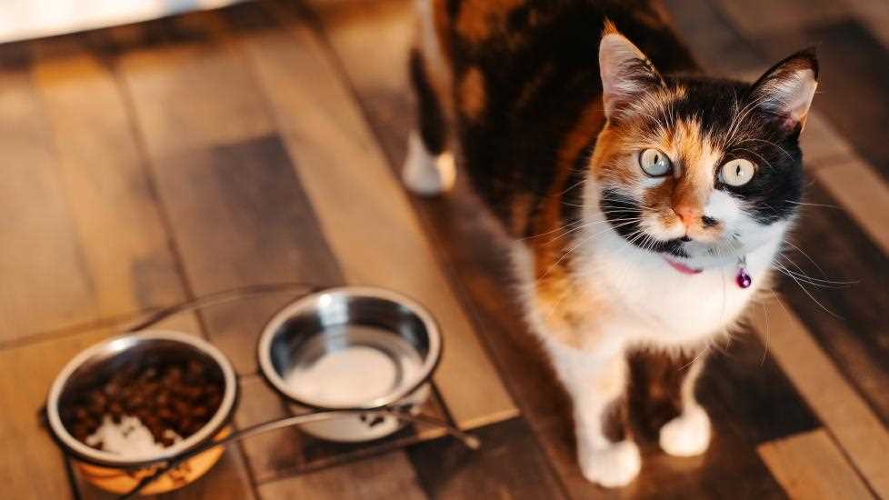 Understanding Feline Hunger Signals
