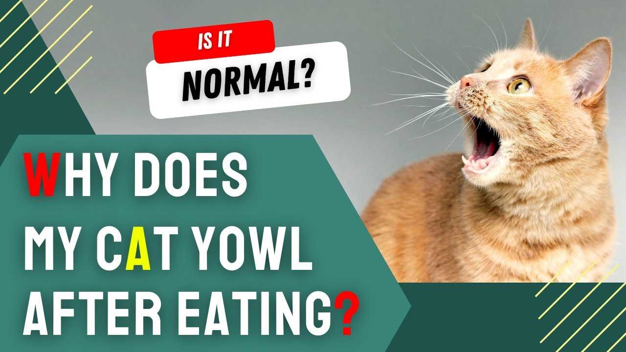 Practical Solutions to Reduce Post-Meal Crying in Cats