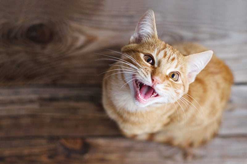Understanding Common Reasons for Post-Meal Vocalization