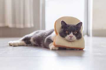 Why My Feline Friend Enjoys Starchy Snacks