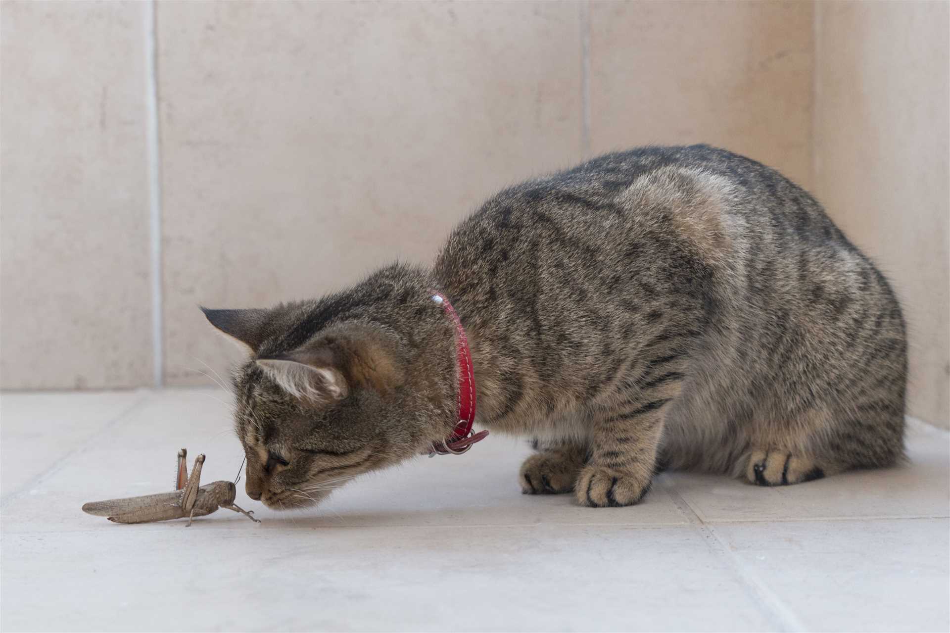 Why I Snack on Insects