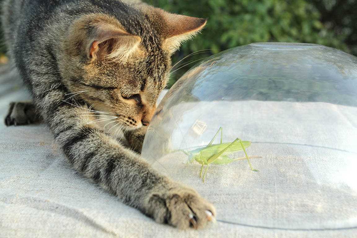 Curiosity and Play
