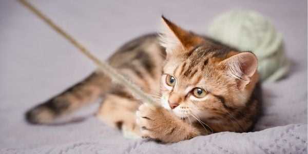 Analyzing the Role of Play and Curiosity in Cats
