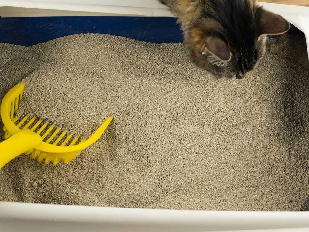 How to Discourage Litter Eating Behavior