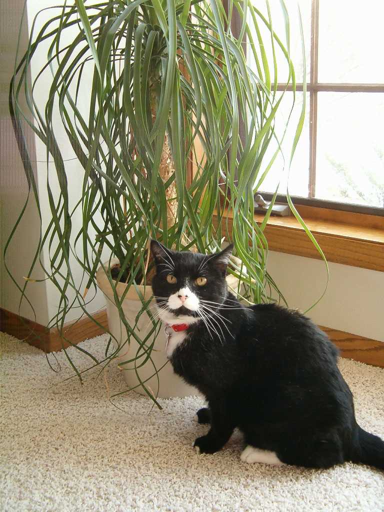 Identifying Safe vs. Toxic Leaves for Cats