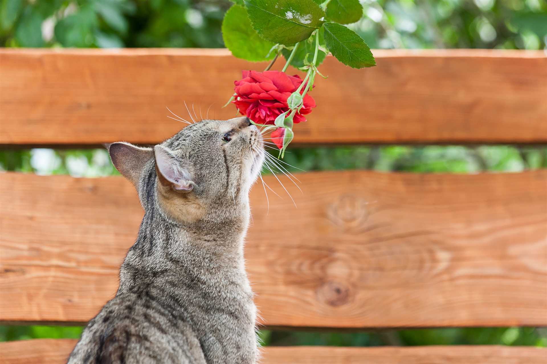 Why My Furry Friend Nibbles on My Greenery