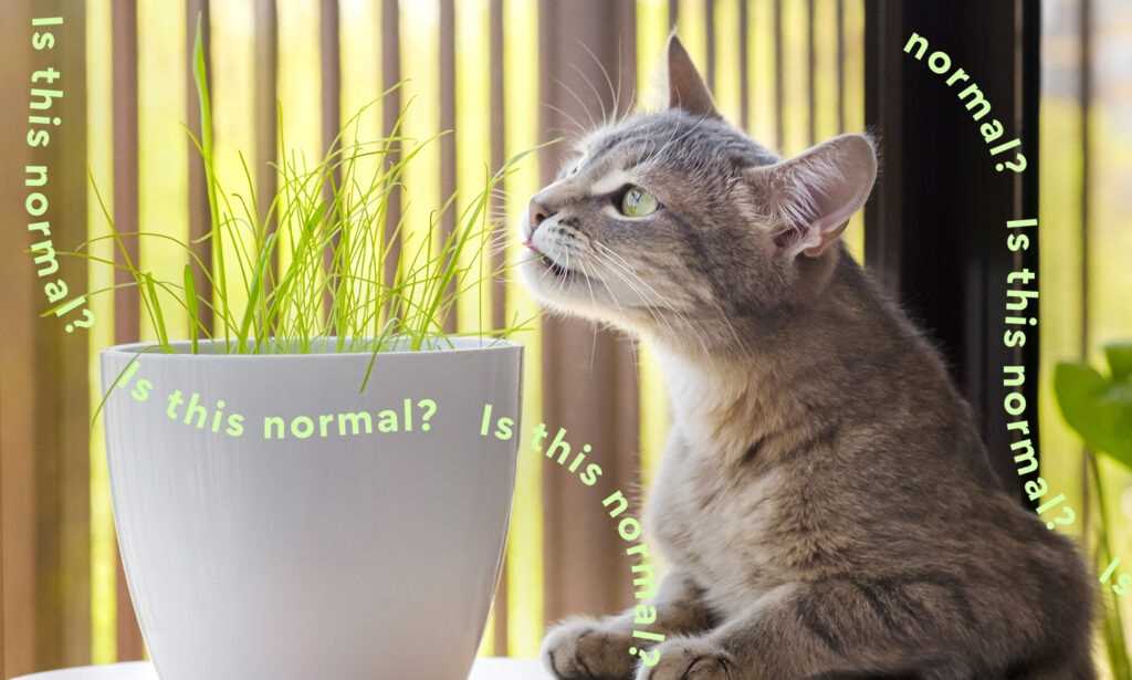 How to Deter Your Feline Friend from Plant Nibbling