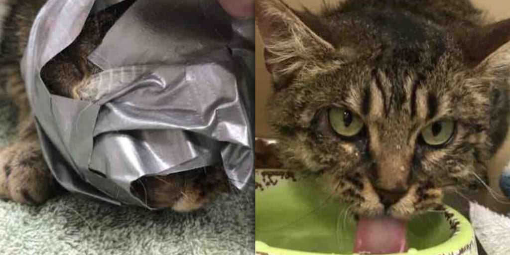 Common Reasons Felines Are Attracted to Adhesive Materials