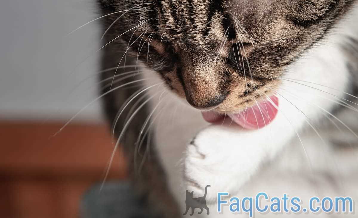 Potential Health Risks of Ingesting Tape
