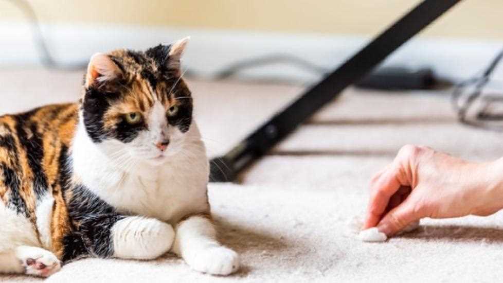 Signs of Bloating and Discomfort in Cats