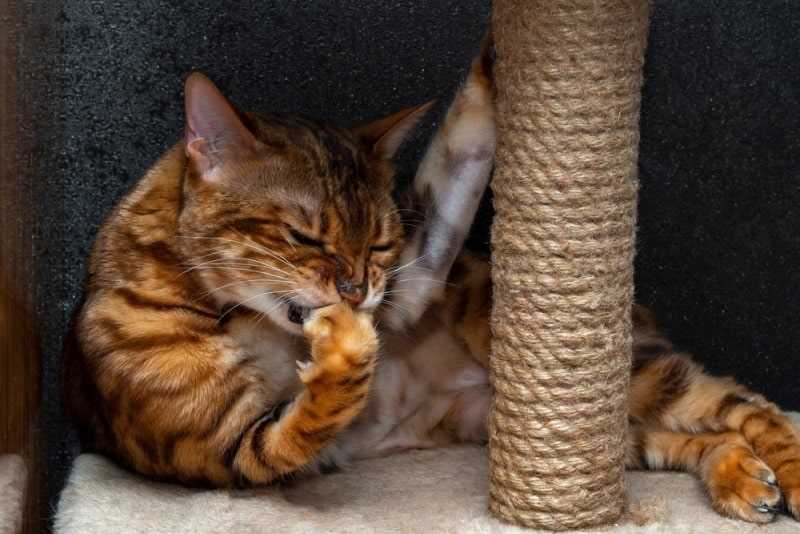 Common Reasons for Paw-Using Behavior