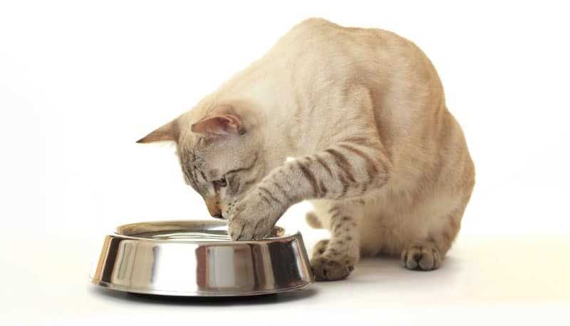 Why I Use My Paw for Eating