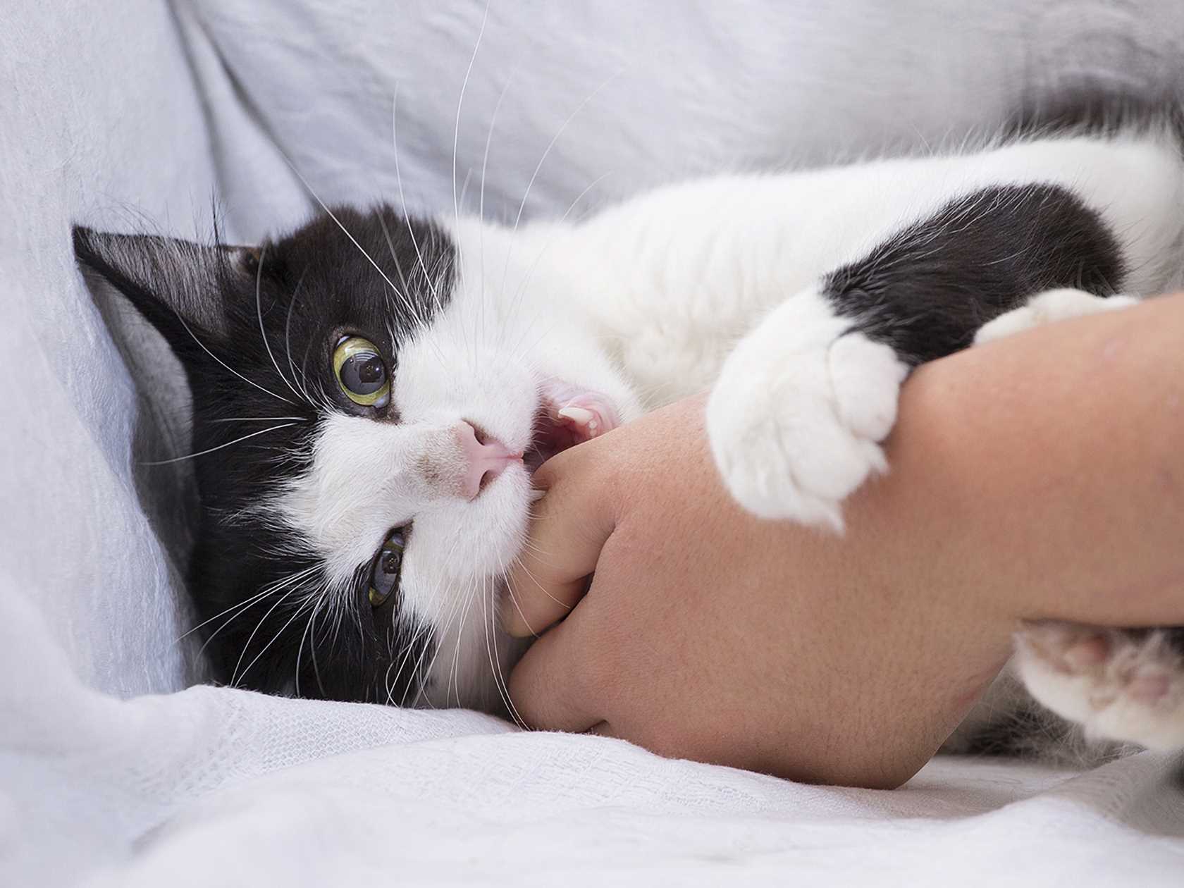 Distinguishing Between Play Bites and Aggression