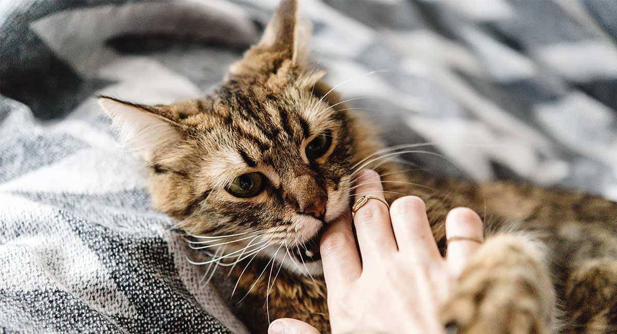 Understanding My Affectionate Nibbles