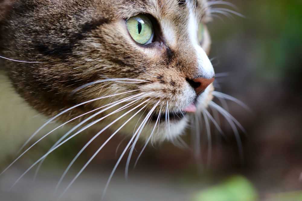 Signs of Whisker Injury and What to Do