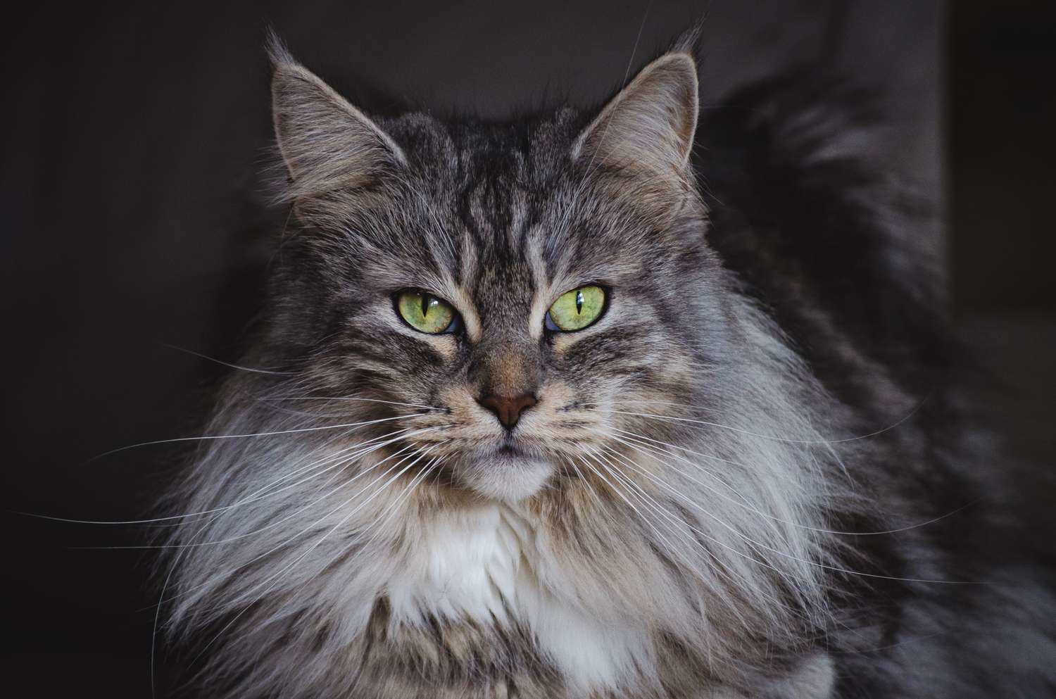 The Purpose of Whiskers in Cats