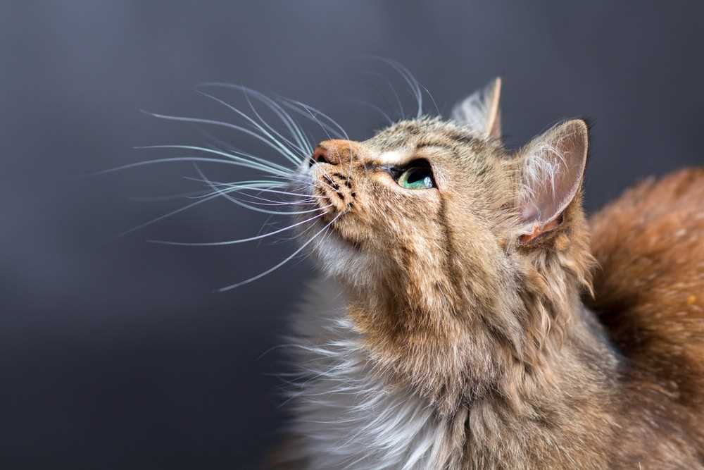 Whiskers and Emotions