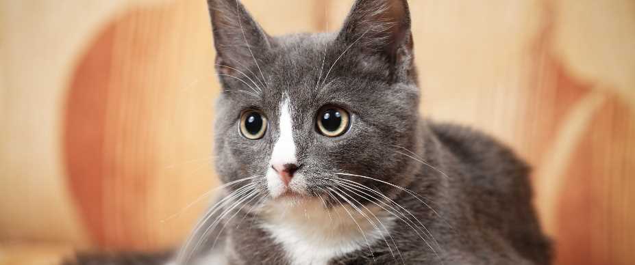 Whisker Sensitivity
