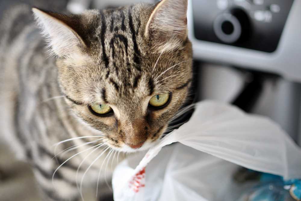 Common Reasons for Attraction to Plastic