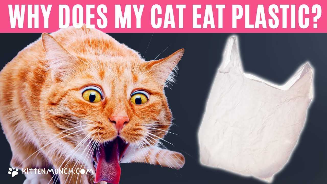 Tips to Deter Your Feline Friend from Chewing on Plastic
