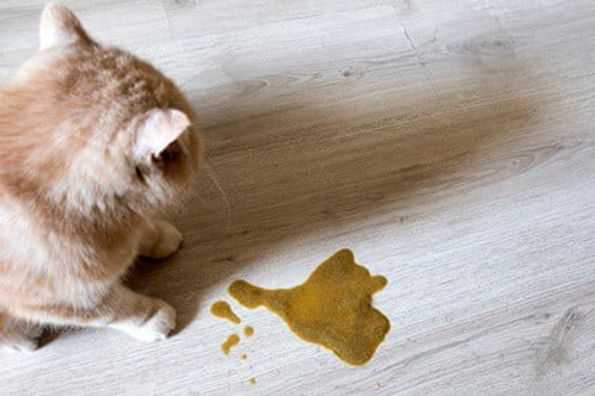 Common Reasons for Vomiting After Meals