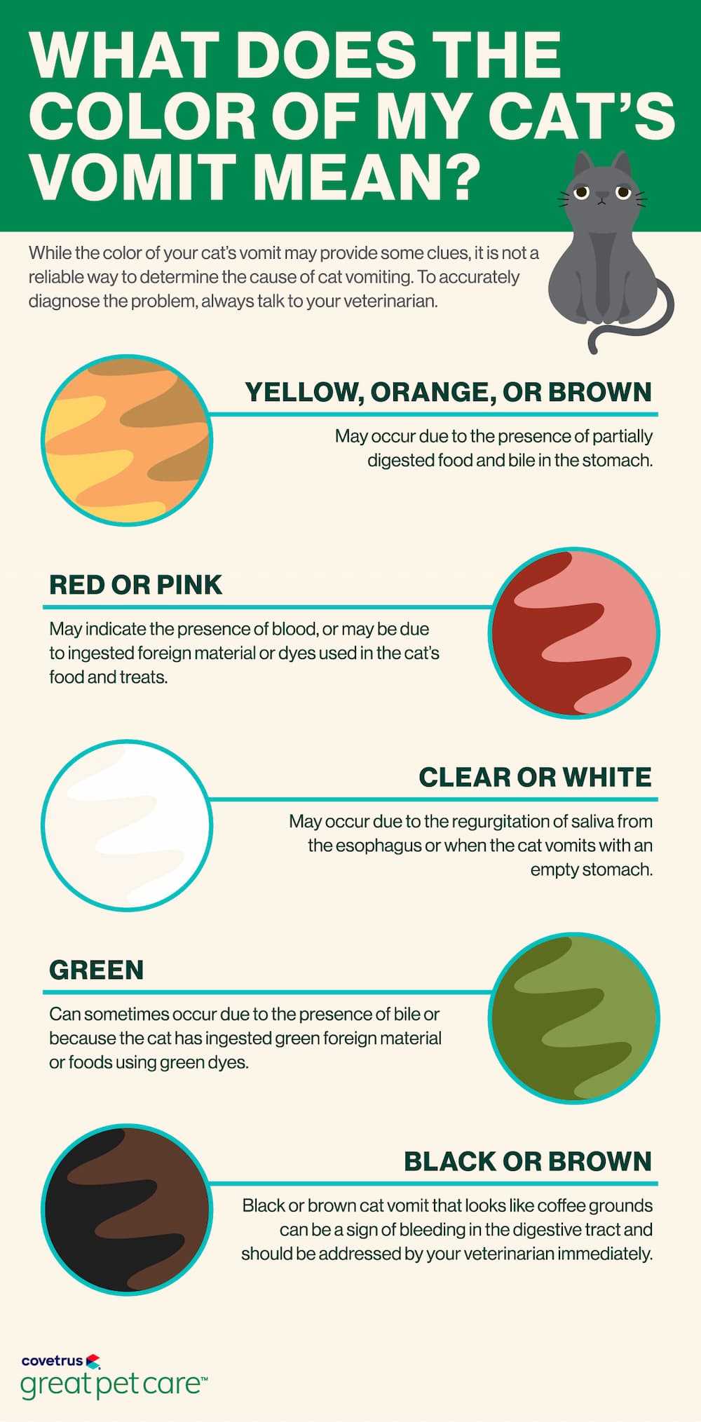 How to Identify Food Allergies in Cats