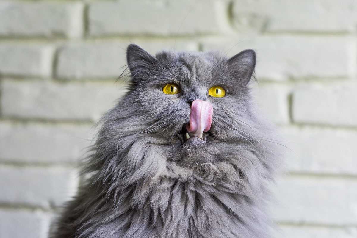Safe Chewing Options