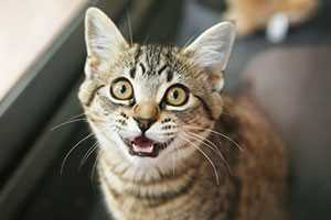 Understanding My Vocalizations Post-Meal