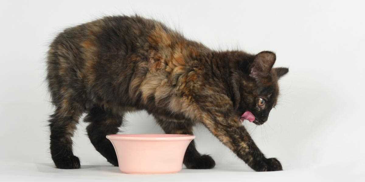 When to Consult a Veterinarian About Scraping