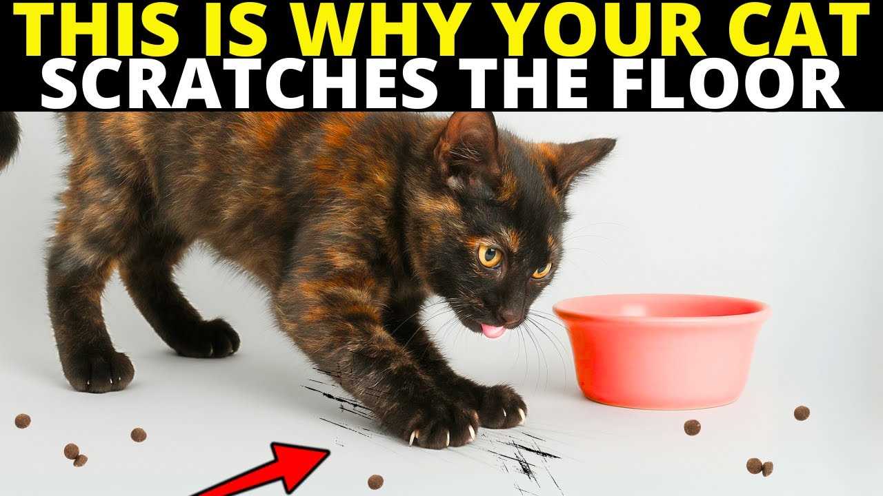 Understanding the Natural Instincts of Cats