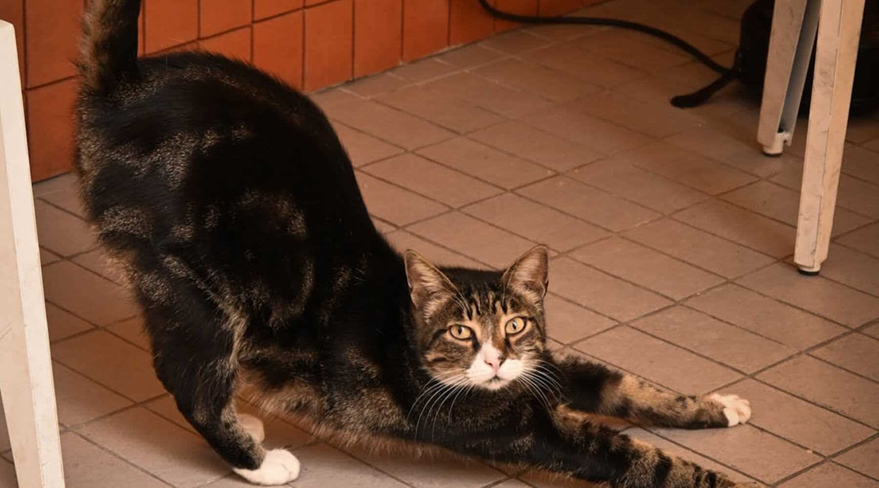 Territorial Marking