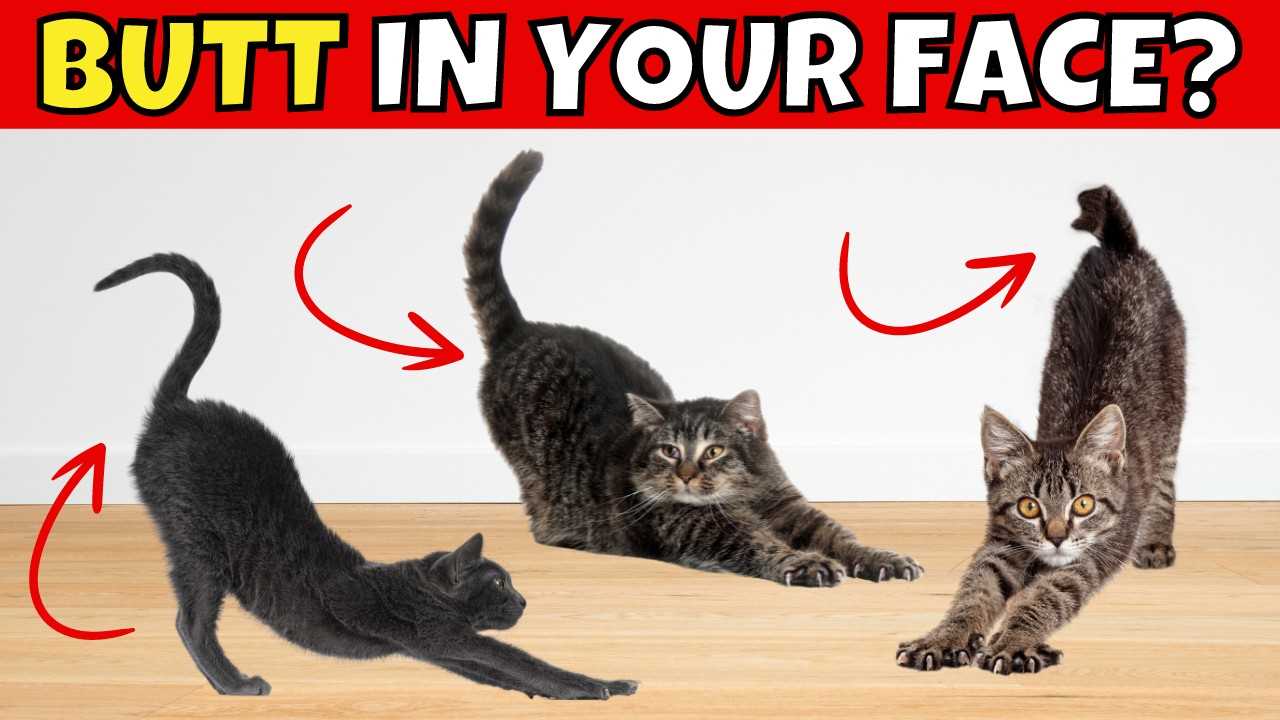Understanding My Feline Friend's Display