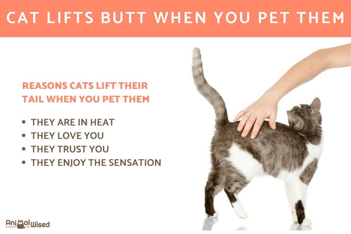 When to Be Concerned About Your Feline's Behavior