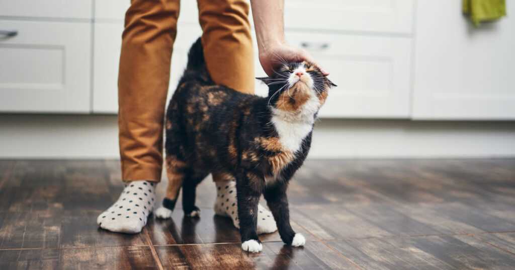 Understanding Feline Body Language and Behavior
