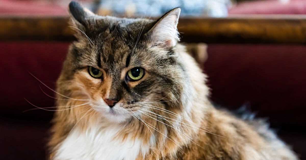 Identifying Environmental Factors Influencing Your Feline's Position