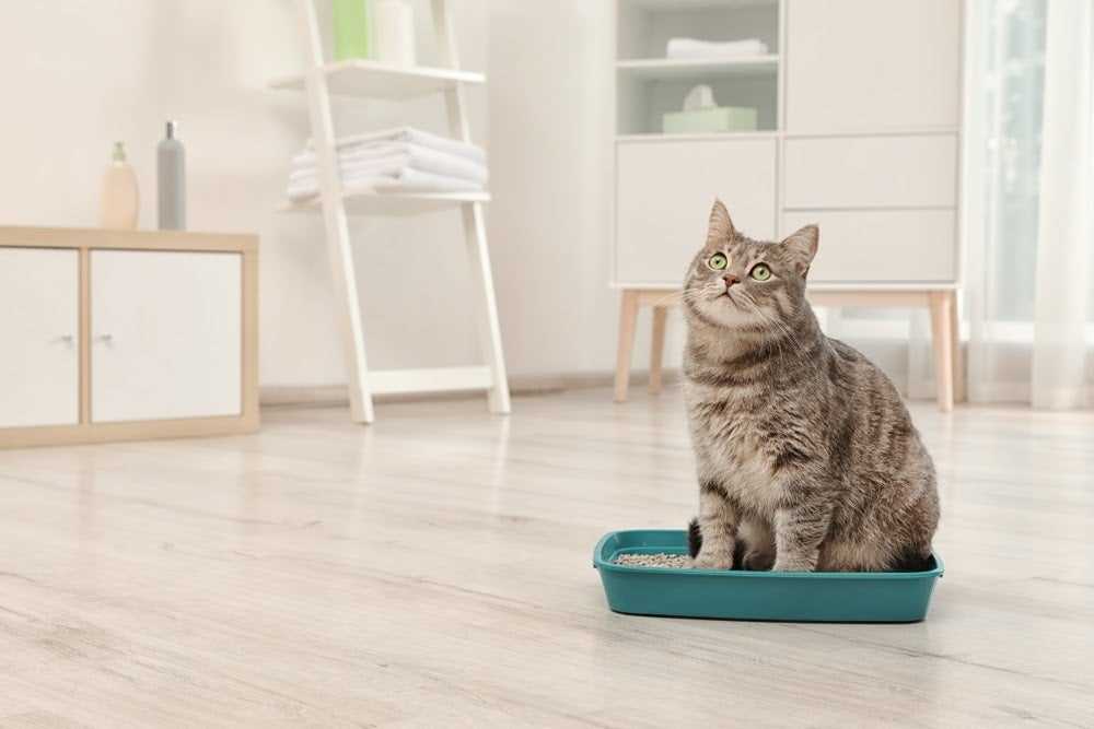 Understanding Behavioral Reasons Behind Litter Box Sitting