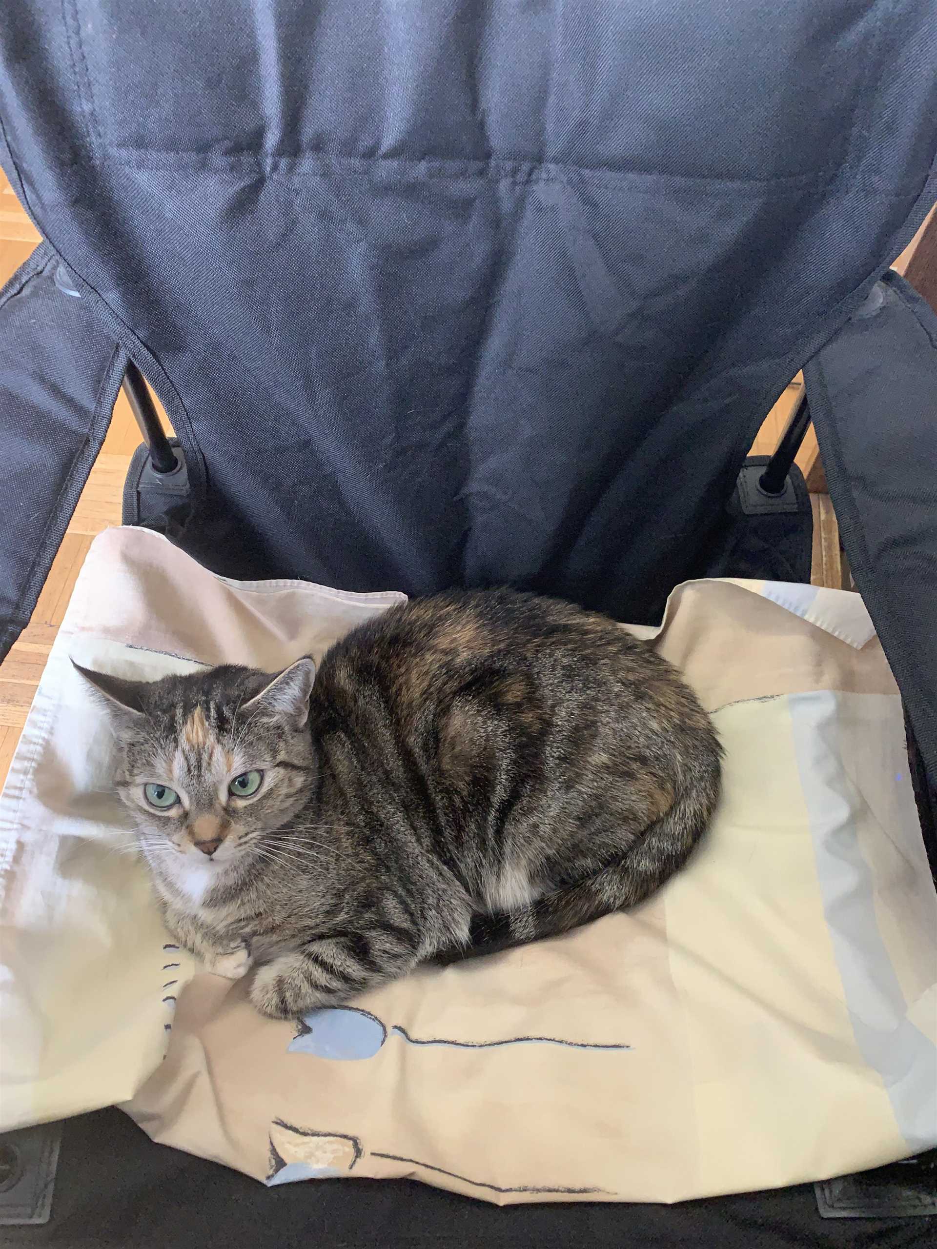 Creating a Comfortable Environment for Your Feline Friend