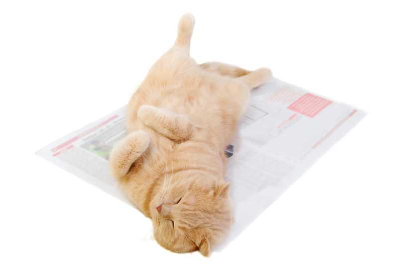 Understanding Feline Behavior with Toys