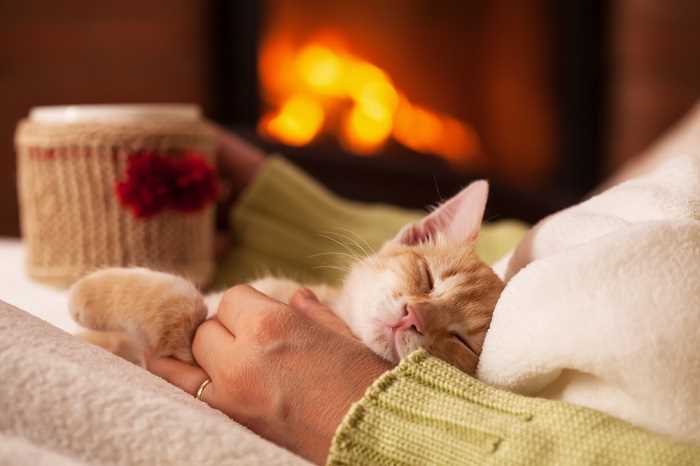 How to Manage Your Feline's Sleeping Habits for Better Rest