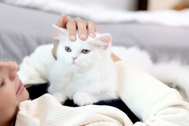 Understanding Your Feline's Affectionate Behavior
