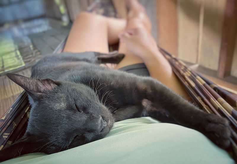 Understanding Your Feline's Affectionate Behavior
