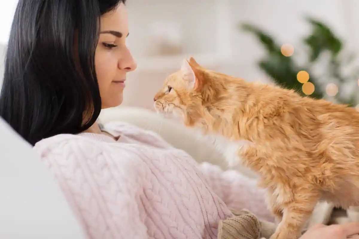 How to Manage Your Feline's Face-Sitting Habit