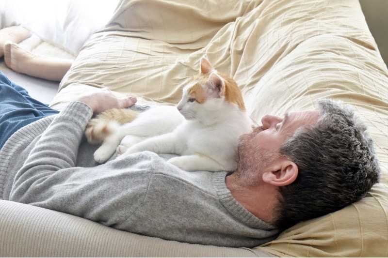 How to Manage Your Feline's Head-Sitting Habit