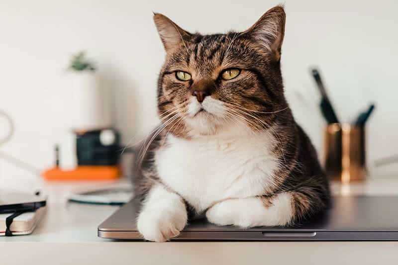 Understanding Your Feline's Behavior and Need for Warmth