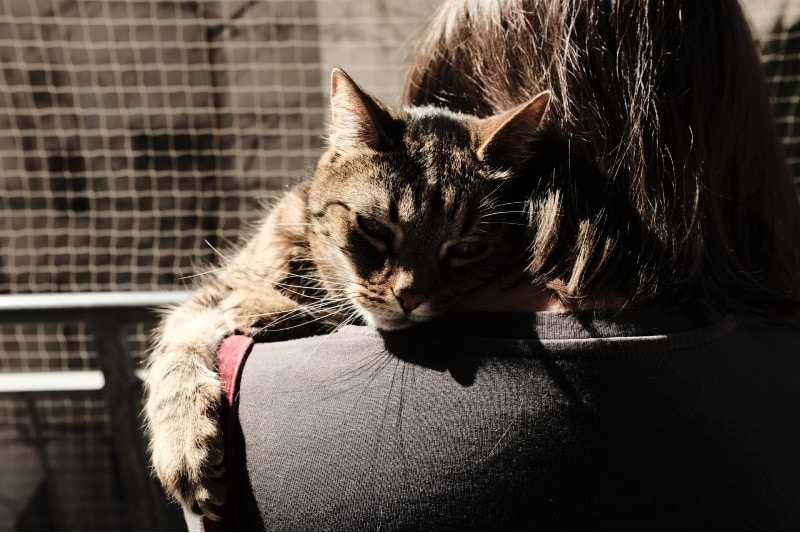 Understanding the Comfort Factor for Cats